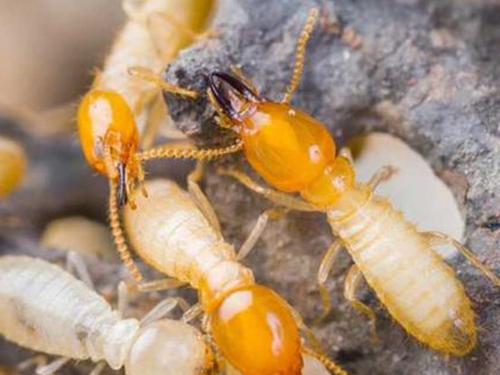 白蚁防治公司盘点有效防治白蚁的方法