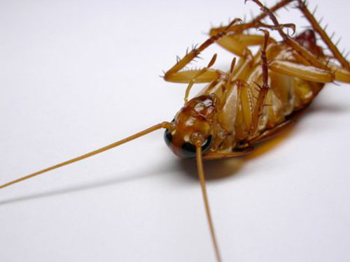广州白蚁备案公司谈灭蟑螂的有效方法